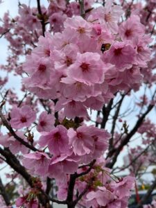 桜✿